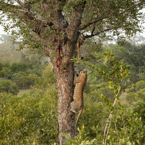 Leopard, Panthera pardus, male climbing a tree to its kill. Leopard, Panthera pardus, male climbing a tree to its kill.
