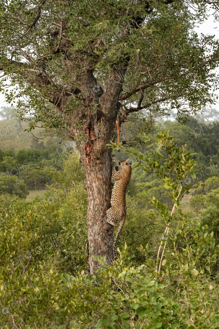 Leopard, Panthera pardus, male climbing a tree to its kill.