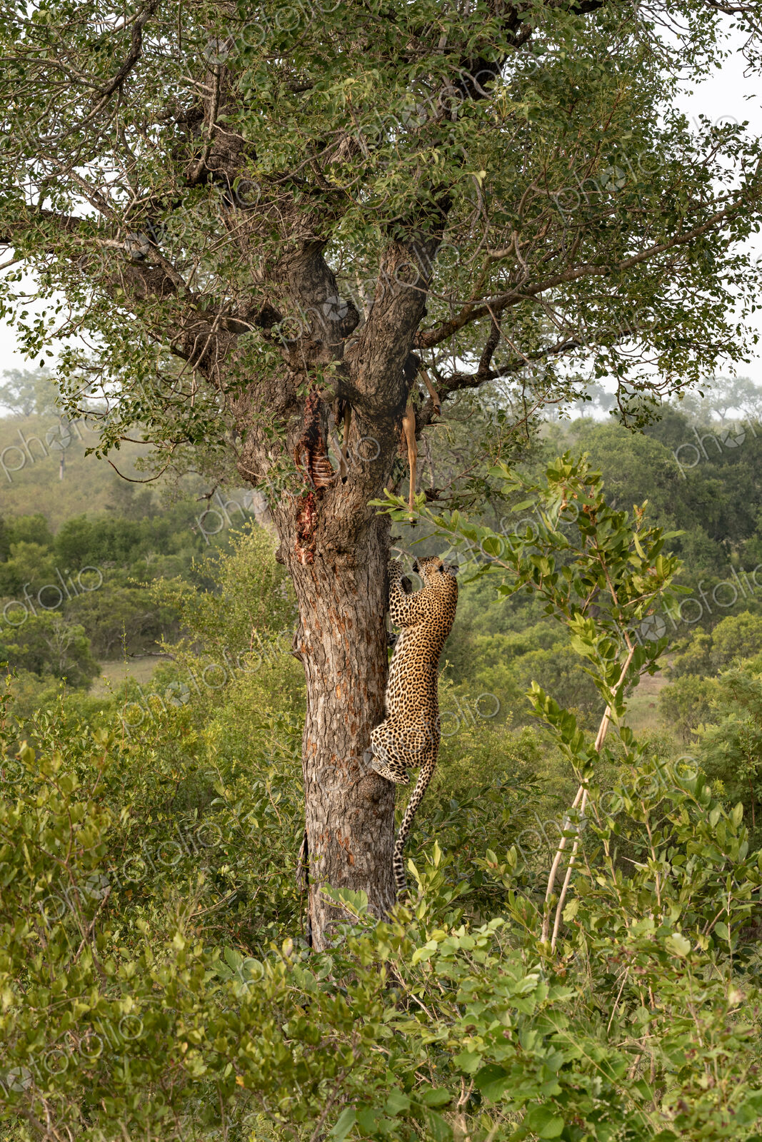 Leopard, Panthera pardus, male climbing a tree to its kill.