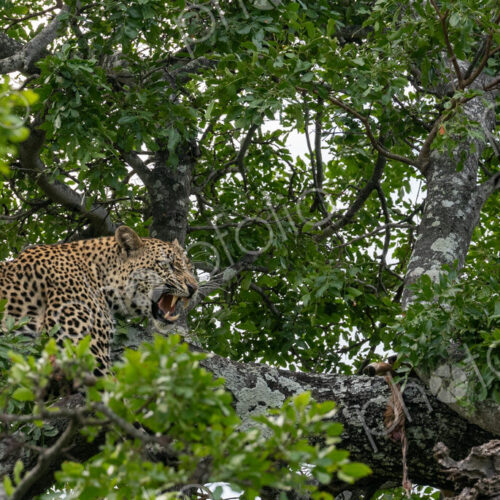 Leopard, Panthera pardus, male hissing while guarding his kill. Leopard, Panthera pardus, male hissing while guarding his kill.
