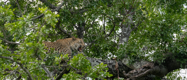 Leopard, Panthera pardus, male hissing while guarding his kill.