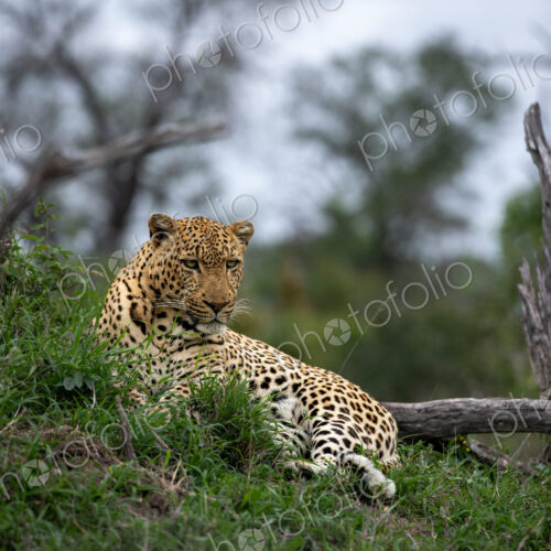 Leopard, Panthera pardus, male in a natural setting. Leopard, Panthera pardus, male in a natural setting.