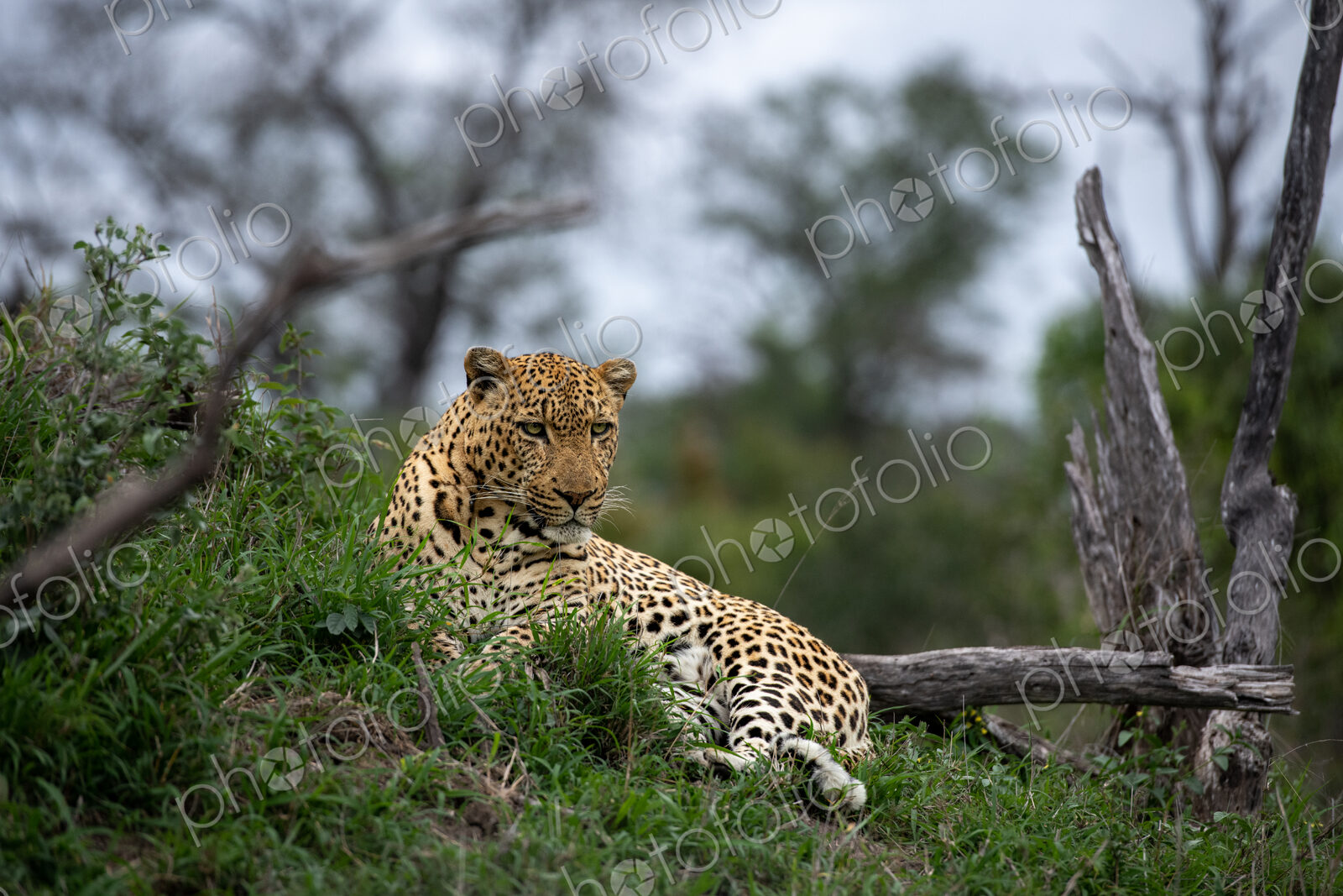 Leopard, Panthera pardus, male in a natural setting.