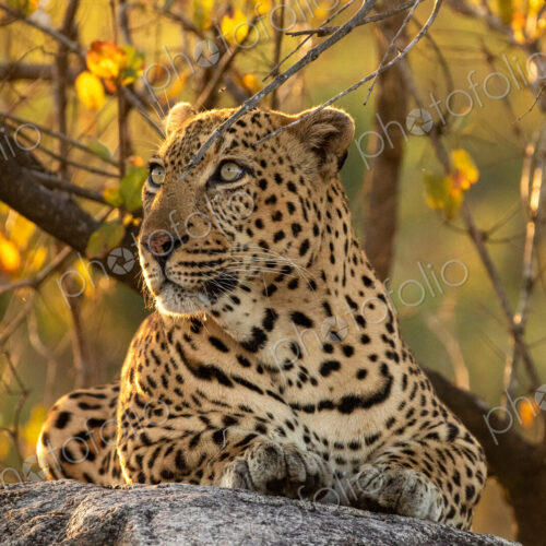 Leopard, Panthera pardus, male leopard, close-up, lying on a boulder. Leopard, Panthera pardus, male leopard, close-up, lying on a boulder.