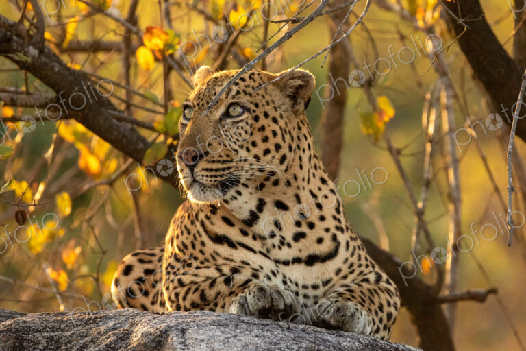 Leopard, Panthera pardus, male leopard, close-up, lying on a boulder.
