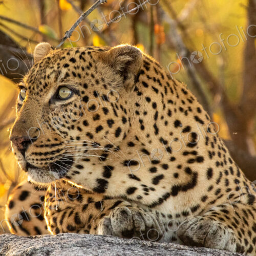 Leopard, Panthera pardus, male leopard, close-up, lying on a boulder. Leopard, Panthera pardus, male leopard, close-up, lying on a boulder.