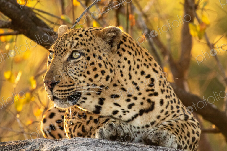 Leopard, Panthera pardus, male leopard, close-up, lying on a boulder.