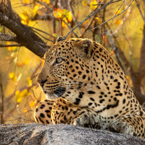 Leopard, Panthera pardus, male leopard, close-up, lying on a boulder. Leopard, Panthera pardus, male leopard, close-up, lying on a boulder.