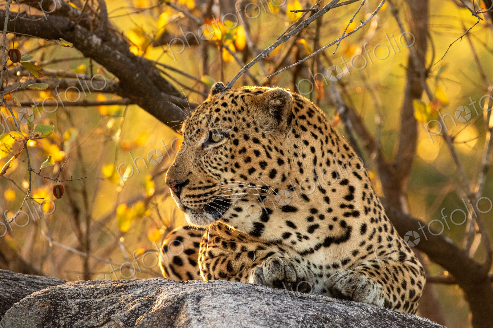Leopard, Panthera pardus, male leopard, close-up, lying on a boulder.