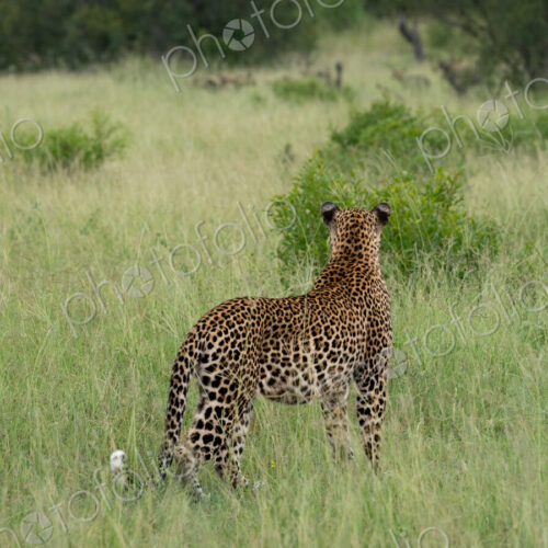 Leopard, Panthera pardus, male leopard moving through a clearing, alert. Leopard, Panthera pardus, male leopard moving through a clearing, alert.