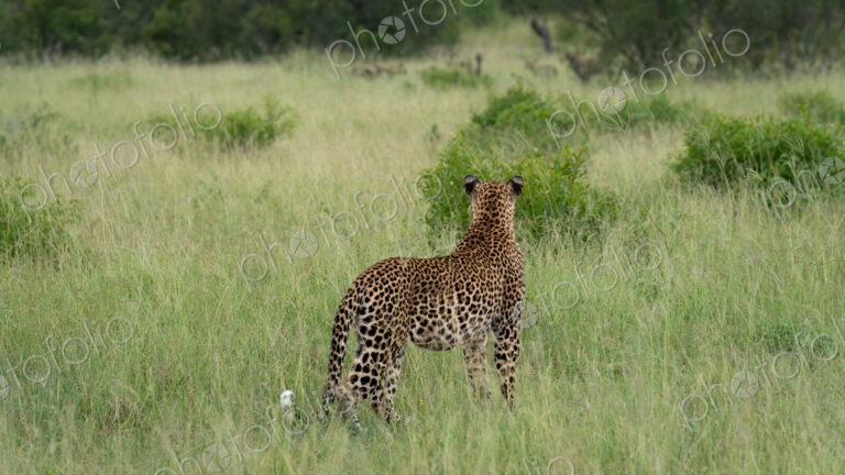 Leopard, Panthera pardus, male leopard moving through a clearing, alert.