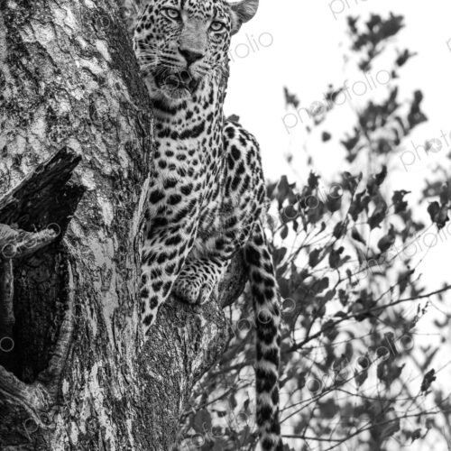 Leopard, Panthera pardus, male leopard sitting in a tree.