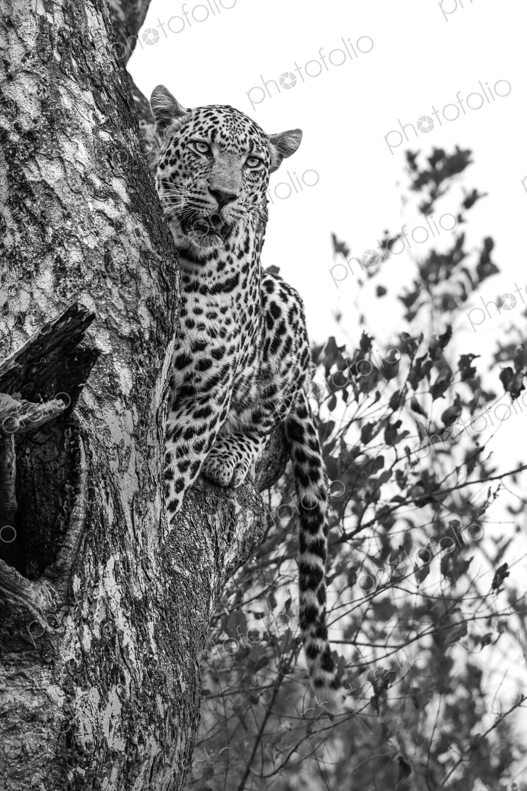 Leopard, Panthera pardus, male leopard sitting in a tree.