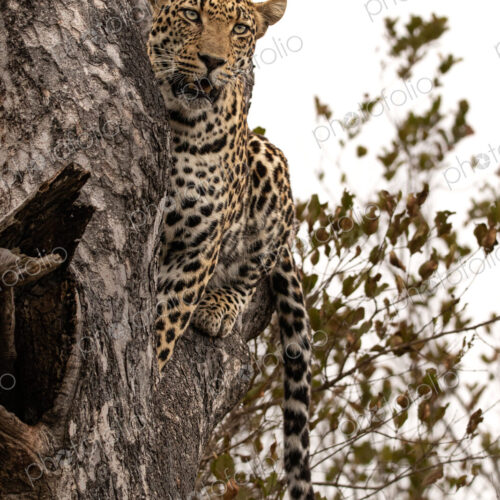 Leopard, Panthera pardus, male leopard sitting in a tree. Leopard, Panthera pardus, male leopard sitting in a tree.