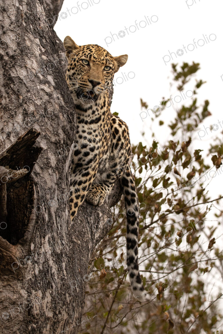 Leopard, Panthera pardus, male leopard sitting in a tree.