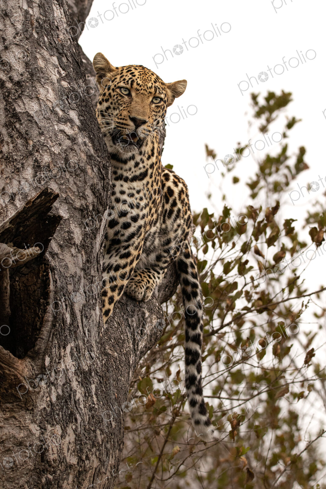 Leopard, Panthera pardus, male leopard sitting in a tree.