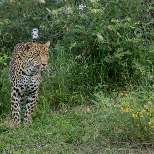 Leopard, Panthera pardus, male leopard standing amongst greenery. Leopard, Panthera pardus, male leopard standing amongst greenery.