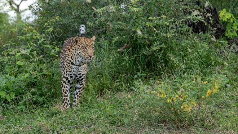 Leopard, Panthera pardus, male leopard standing amongst greenery.