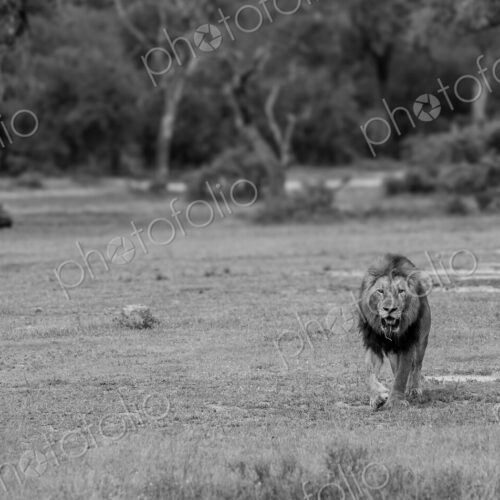 Leopard, Panthera pardus, male leopard standing amongst greenery. Leopard, Panthera pardus, male leopard standing amongst greenery.