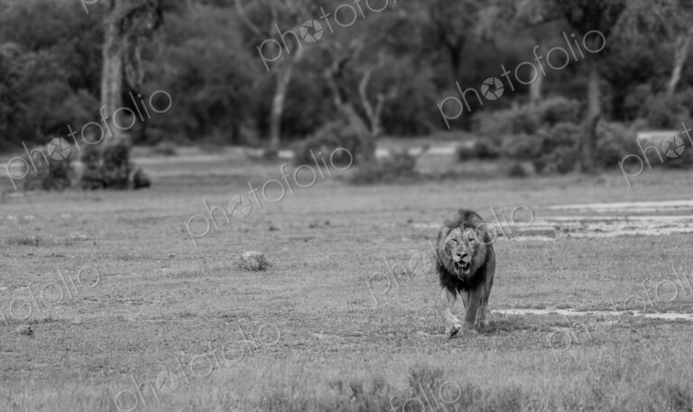 Leopard, Panthera pardus, male leopard standing amongst greenery.