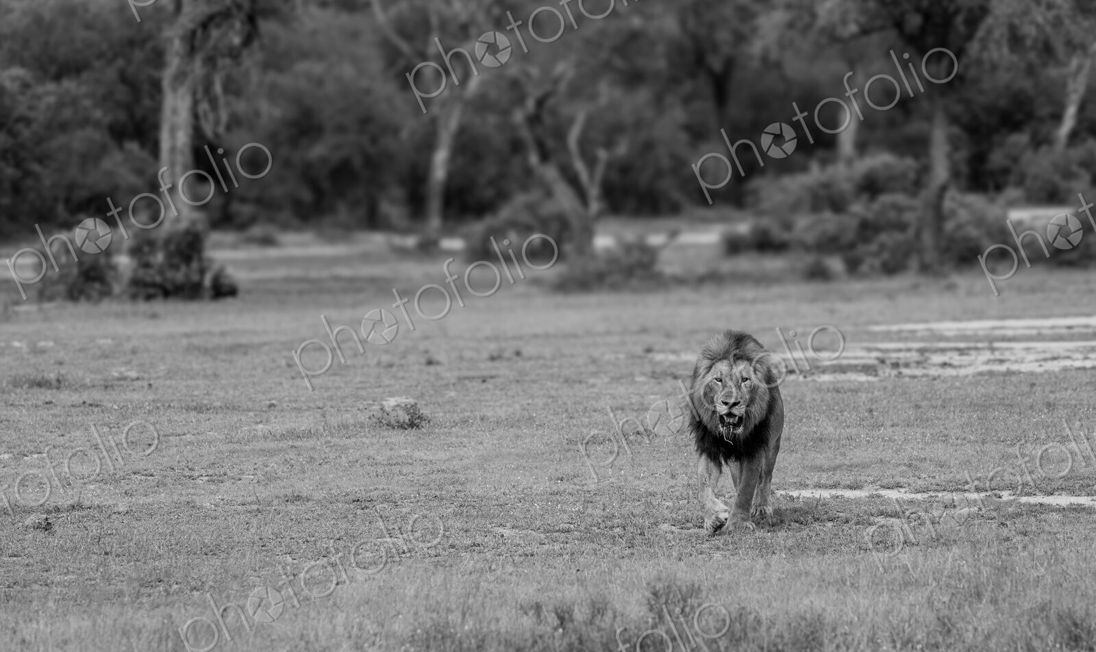 Leopard, Panthera pardus, male leopard standing amongst greenery.