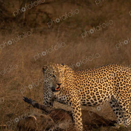 Leopard, Panthera pardus, male leopard standing over a warthog kill. Leopard, Panthera pardus, male leopard standing over a warthog kill.