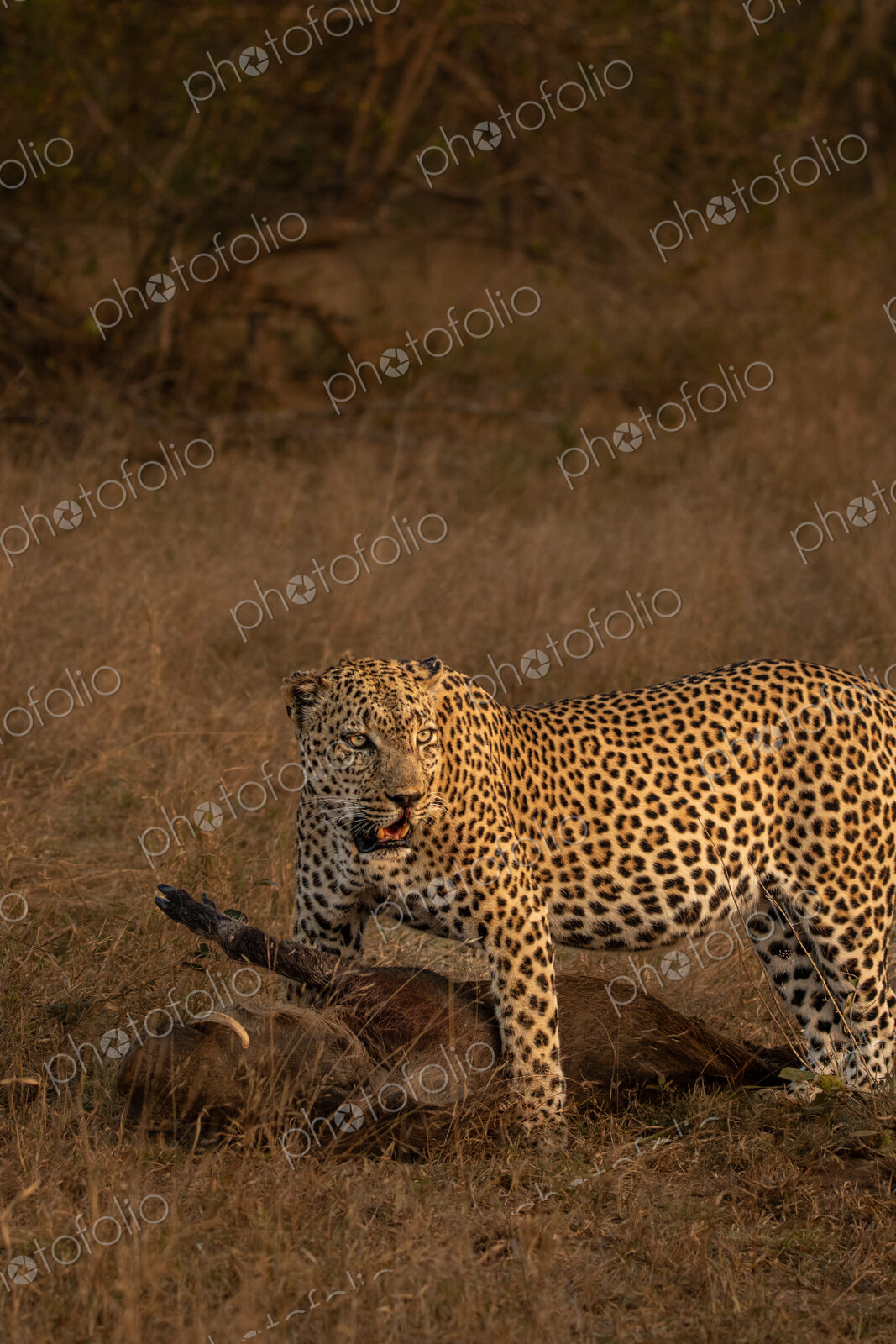 Leopard, Panthera pardus, male leopard standing over a warthog kill.