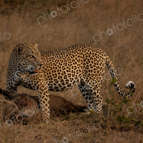 Leopard, Panthera pardus, male leopard standing over a warthog kill. Leopard, Panthera pardus, male leopard standing over a warthog kill.
