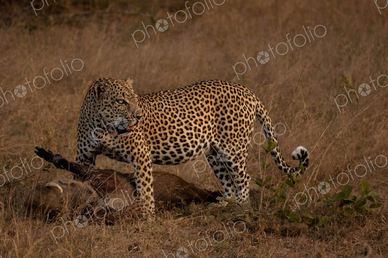 Leopard, Panthera pardus, male leopard standing over a warthog kill.