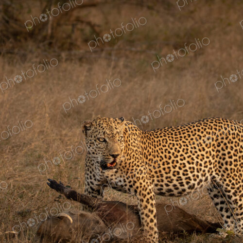 Leopard, Panthera pardus, male leopard standing over a warthog kill. Leopard, Panthera pardus, male leopard standing over a warthog kill.