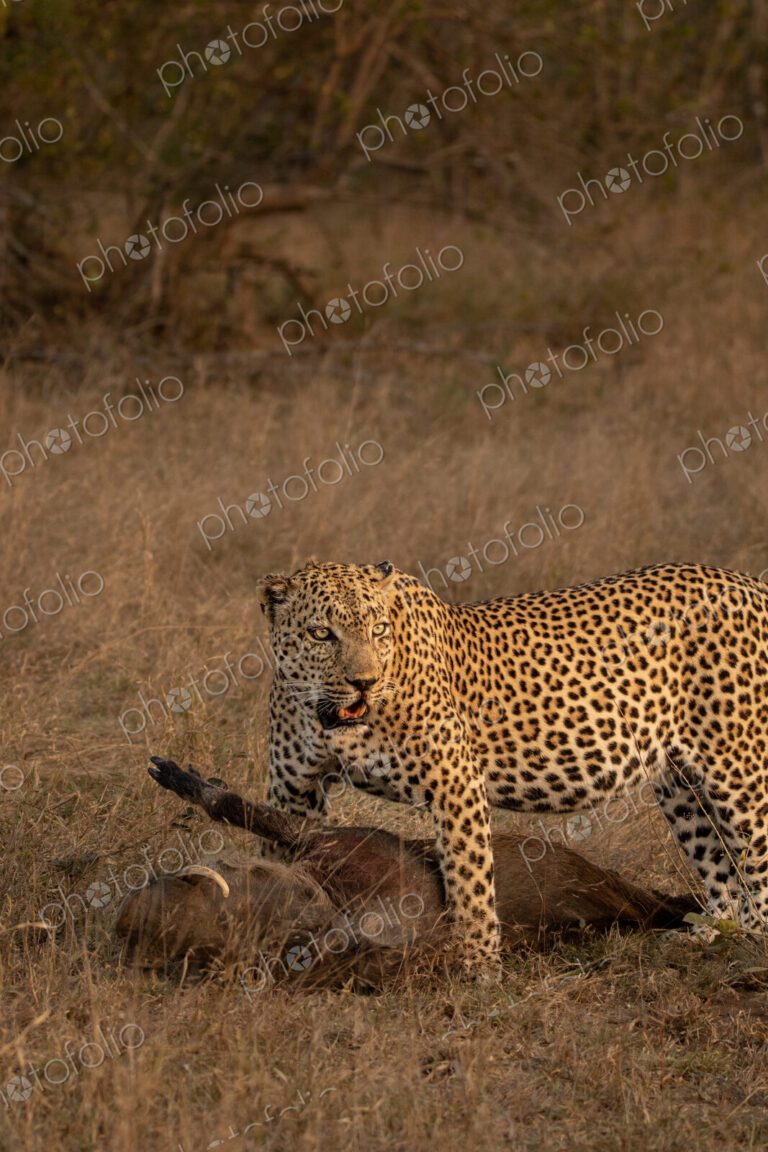 Leopard, Panthera pardus, male leopard standing over a warthog kill.