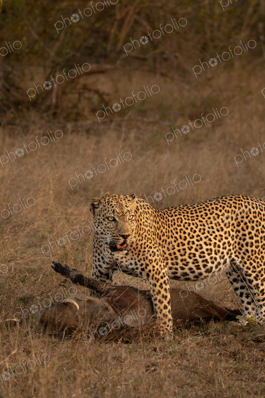 Leopard, Panthera pardus, male leopard standing over a warthog kill.