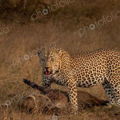 Leopard, Panthera pardus, male leopard standing over a warthog kill. Leopard, Panthera pardus, male leopard standing over a warthog kill.