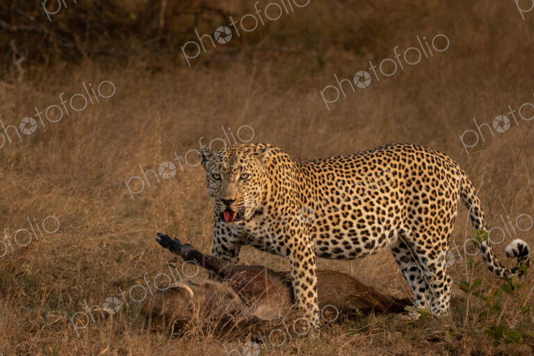 Leopard, Panthera pardus, male leopard standing over a warthog kill.