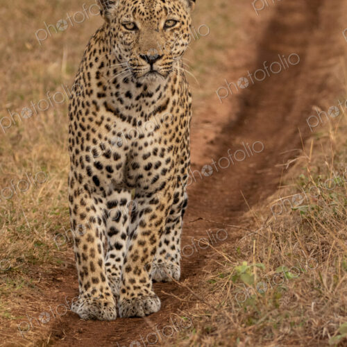 Leopard, Panthera pardus, male leopard walking on a dirt track.