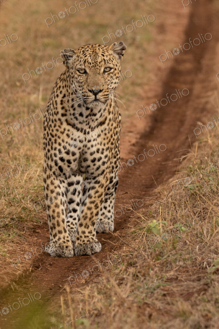 Leopard, Panthera pardus, male leopard walking on a dirt track.