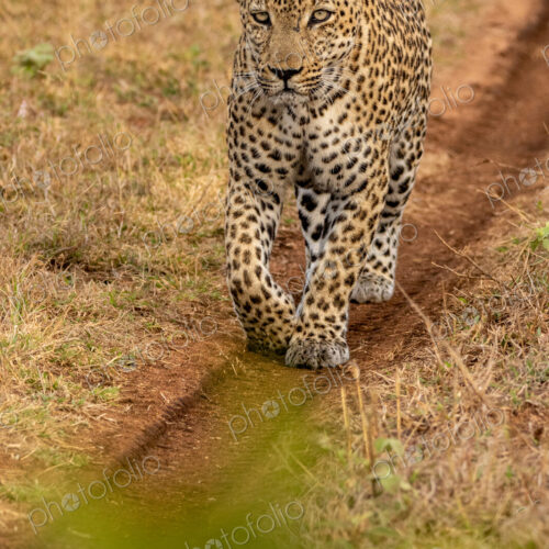 Leopard, Panthera pardus, male leopard walking on a dirt track. Leopard, Panthera pardus, male leopard walking on a dirt track.