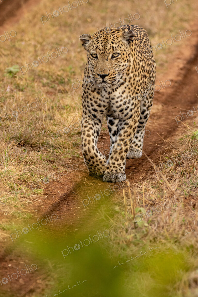 Leopard, Panthera pardus, male leopard walking on a dirt track.