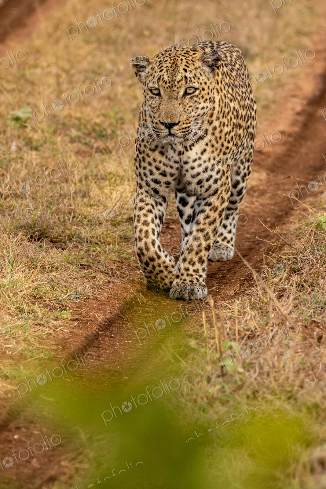 Leopard, Panthera pardus, male leopard walking on a dirt track.
