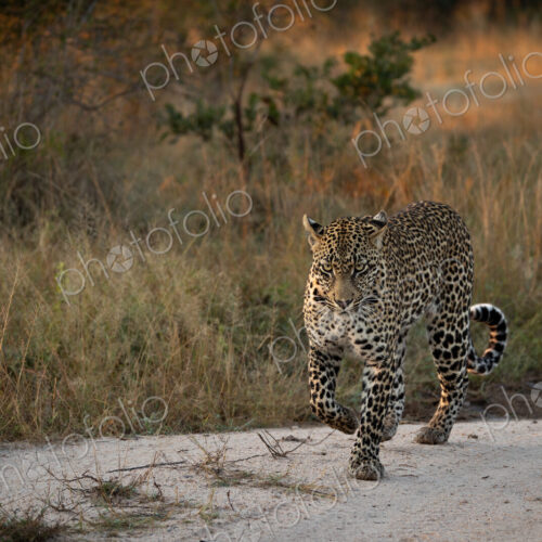 Leopard, Panthera pardus, male leopard walking on a dirt track. Leopard, Panthera pardus, male leopard walking on a dirt track.