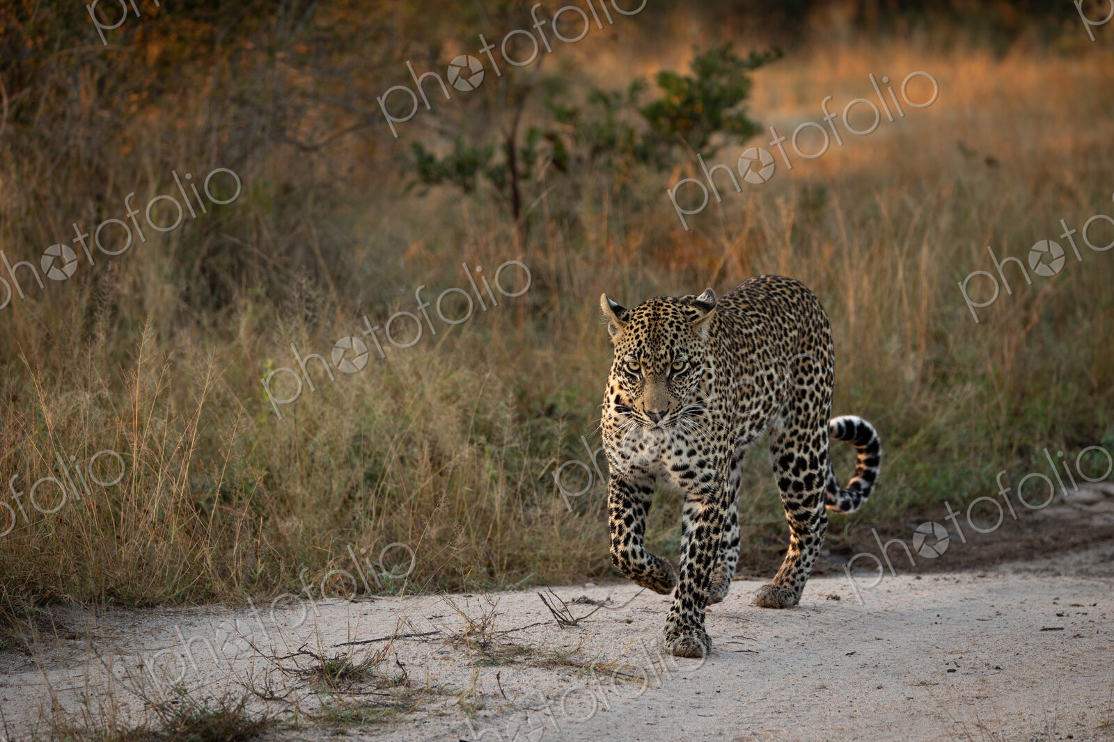 Leopard, Panthera pardus, male leopard walking on a dirt track.