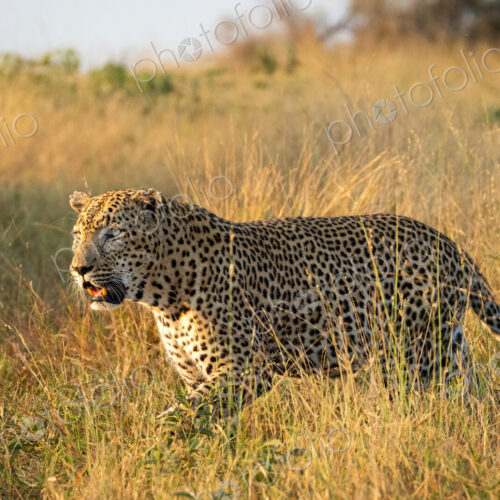 Leopard, Panthera pardus, male leopard walking through long grass.