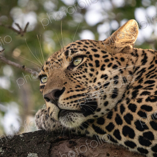 Leopard, Panthera pardus, male lying in marula tree.