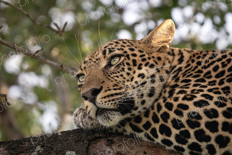 Leopard, Panthera pardus, male lying in marula tree.
