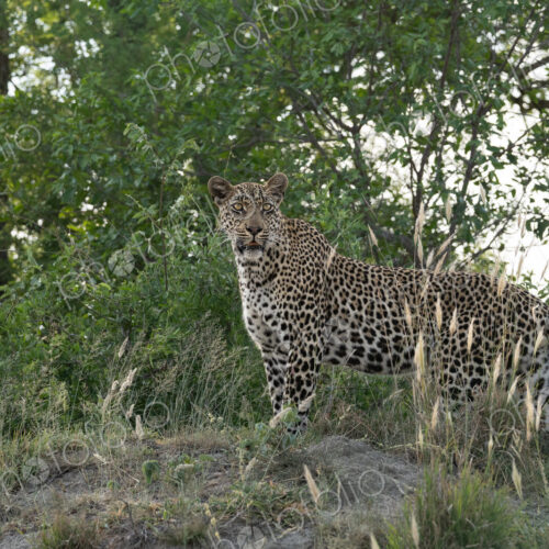 Leopard, Panthera pardus, male on a termite mound. Leopard, Panthera pardus, male on a termite mound.