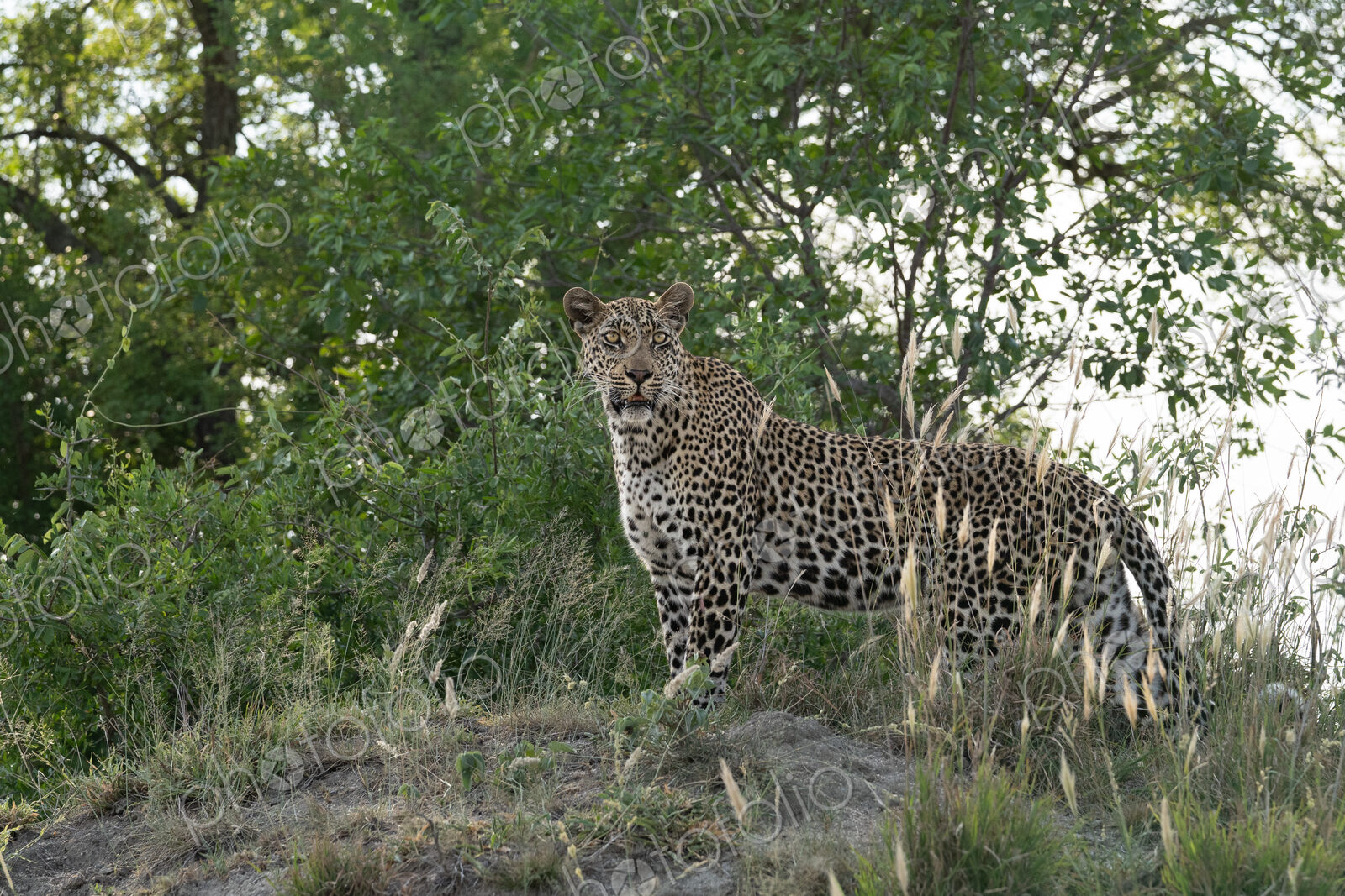 Leopard, Panthera pardus, male on a termite mound.