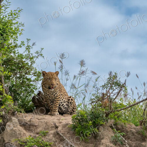 Leopard, Panthera pardus, male perched on a termite mound, surveying his surroundings. Leopard, Panthera pardus, male perched on a termite mound, surveying his surroundings.