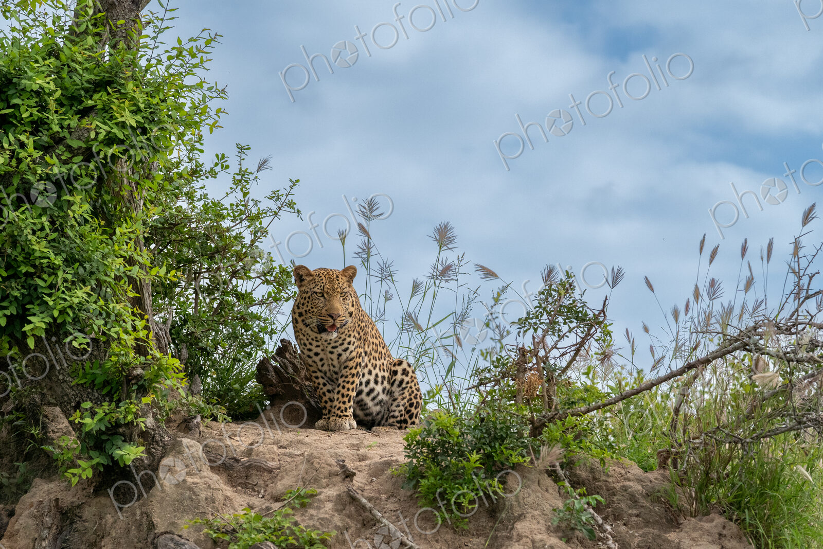 Leopard, Panthera pardus, male perched on a termite mound, surveying his surroundings.