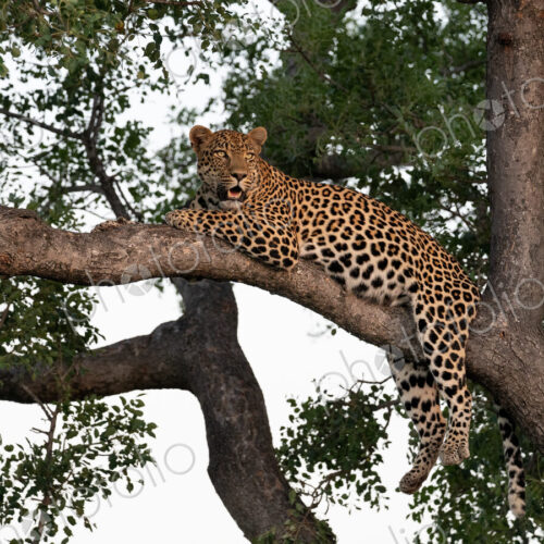 Leopard, Panthera pardus, male resting in a marula tree. Leopard, Panthera pardus, male resting in a marula tree.
