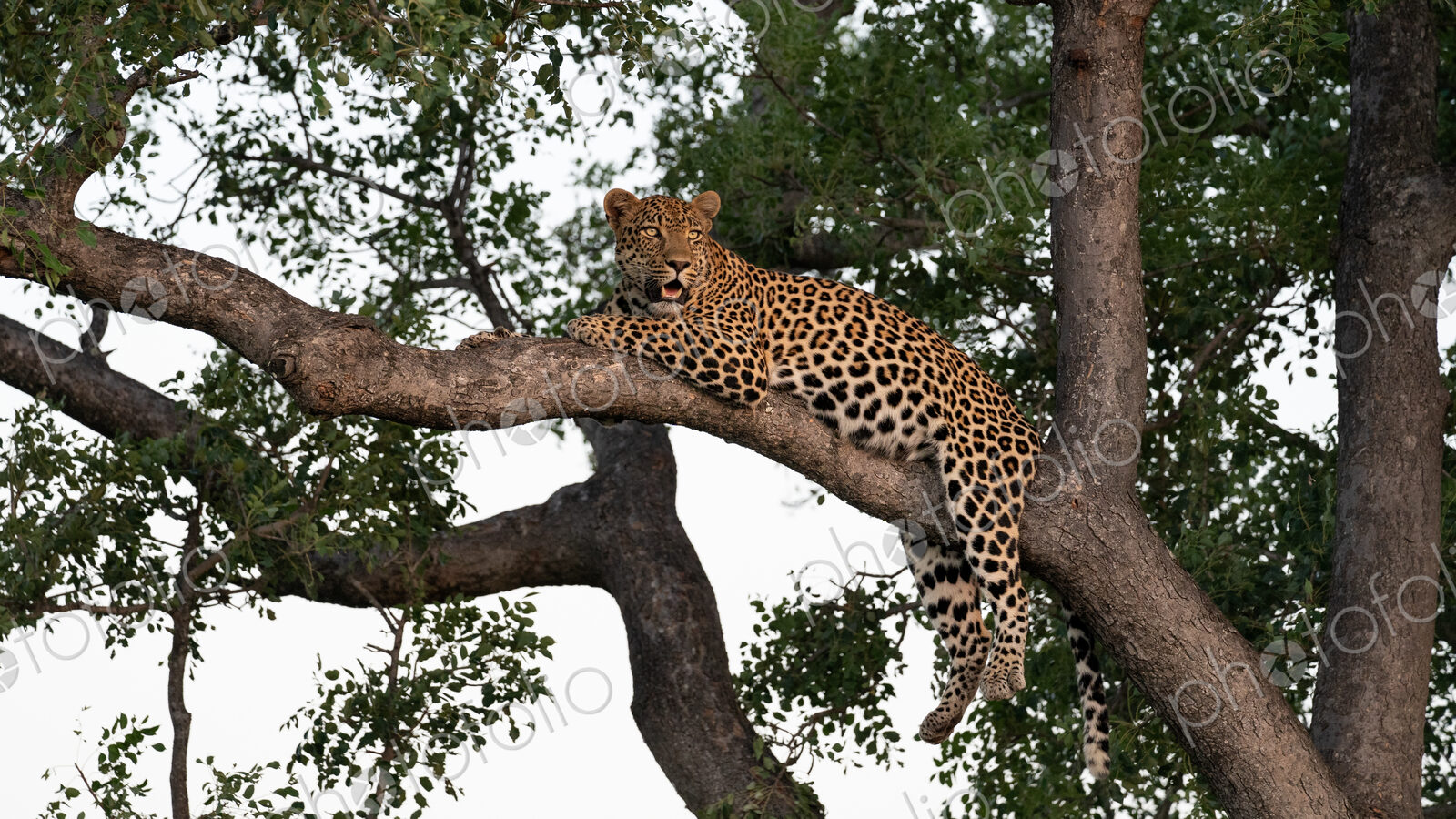 Leopard, Panthera pardus, male resting in a marula tree.